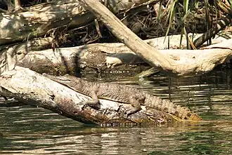 Les troncs couchés dans l'eau offrent des perchoirs et reposoirs aux oiseaux et reptiles aquatiques.