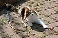 Angora turc black torbie and white.