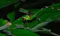 Orthoptère tettigoniidae, nymphe