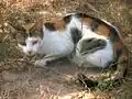 Tricolore (calico).