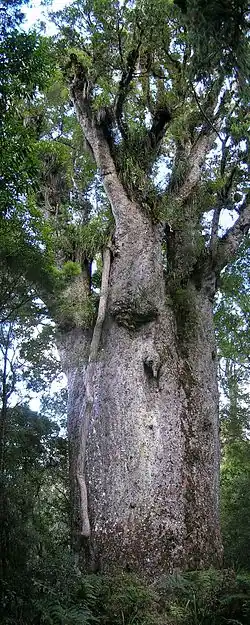 Te Matua Ngahere.