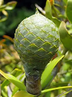 Cône femelle d'Agathis australis (Auckland, Nouvelle-Zélande).