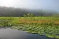 Brume matinale sur les Marais de Kaw