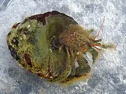 Pagurus lanuginosus