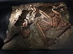 Moulage du squelette de Kébara II.
