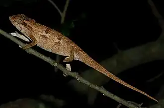 Description de l'image Kentani Dwarf Chameleon imported from iNaturalist photo 87672208 on 21 April 2022.jpg.