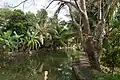 Backwaters d'Alappuzha.