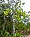 Ilex cymosa