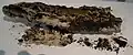 Bois fossilisé [vers 4.500 ans avant J.-C.] provenant de la tourbière de Coulouarn en Saint-Pabu.