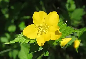 Fleur.