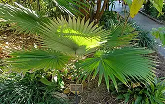 Dans la nature, au Naples botanical garden, à Naples, en Floride, aux USA.