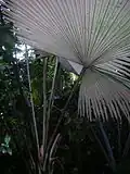 Dessous blancs distinctifs des feuilles de Kerriodoxa elegans
