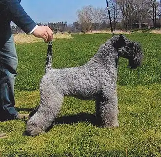 Terrier Kerry Blue