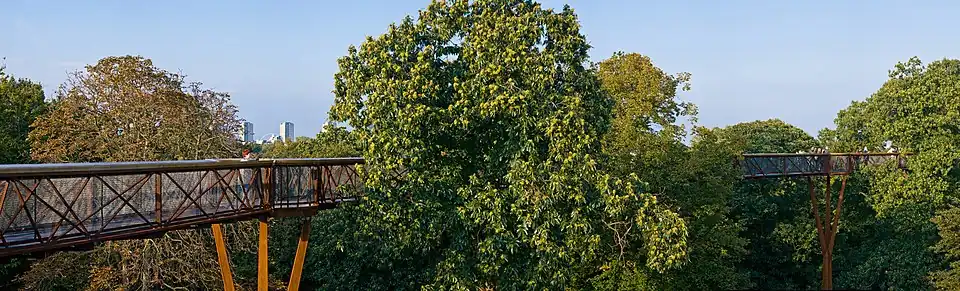 Treetop walkway dans la canopée à 18&nbsp;m de haut