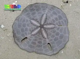 Test d'Echinodiscus tenuissimus (Astriclypeidae)