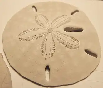 test de Mellita quinquiesperforata.