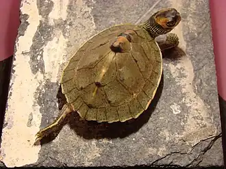 Description de l'image KeyursTurtleStretching.jpg.