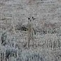 Les Suricates y sont abondants