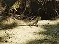 Agamidae