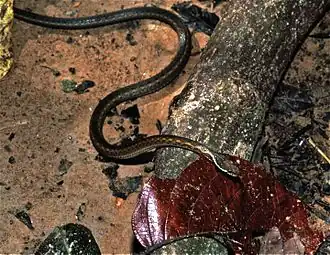 Description de l'image Khasi Hills Keelback (Amphiesma khasiense) (7783450770).jpg.