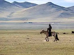 Stud in Khustain Nuruu National Park