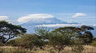 Acacias.