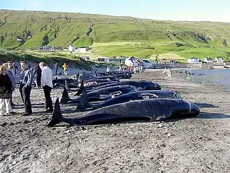 Image illustrative de l’article Grindadráp
