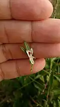 Fleur