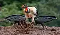 Sarcoramphe roi (Sarcoramphus papa) et Urubu noir (Coragyps atratus)