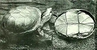 Description de l'image Kinosternon flavescens.jpg.
