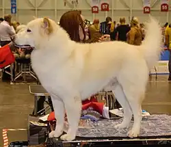 Image illustrative de l’article Kintamani (chien)