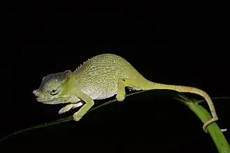Description de l'image Kinyongia uluguruensis 185054910.jpg.