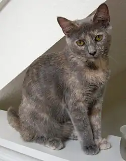 Image illustrative de l’article Le Chat, son maître et ses deux maîtresses
