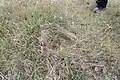Grattage dans l'herbe de panthères des neiges dans la réserve naturelle de Naryn, au Kirghizstan.