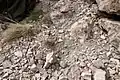 Grattage dans les rocailles de panthères des neiges dans la réserve naturelle de Naryn.