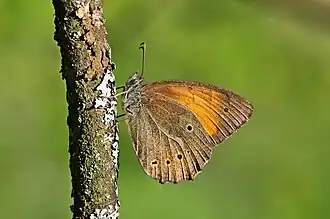 Description de l'image Kirinia climene.jpg.