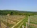 Région viticole de Villány