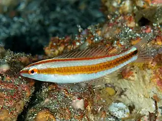 Halichoeres hartzfeldii