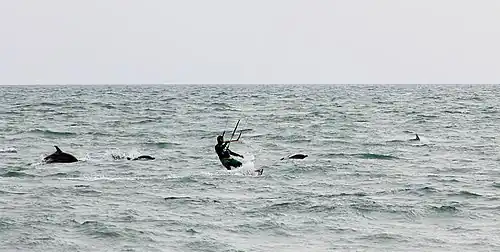 Dauphins Delphinus delphis à Sotchi