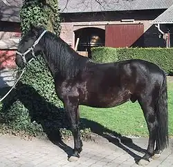 Photo d'un cheval noir nu de profil tenu en licol.