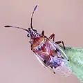 Ischnorhynchinae : Kleidocerys resedae, la punaise des chatons de bouleau, Angleterre.