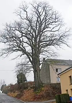 Le vieux chêne pédonculé en décembre 2007.