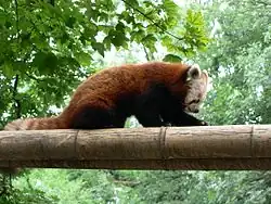 Panda roux