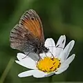 Triongulins en attente de leur proie sur une marguerite.