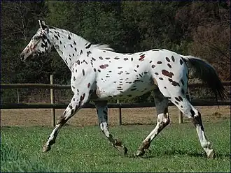 Knabstrub au trot