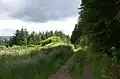 Piste forestière dans le Knapdale
