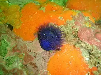 Bunodosoma capensis