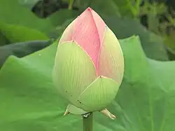 Fleur non éclose.