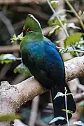 Tauraco corythaix en Afrique du Sud