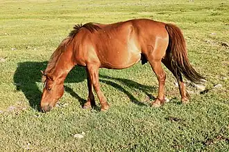 Un petit cheval épaie de couleur rousse broute.